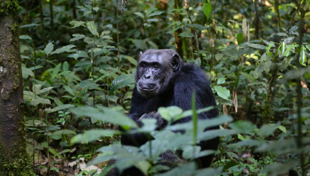 Top 5 activities you must try out in Uganda