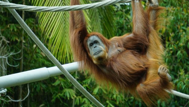12 Animal-Themed Holidays in 2020
