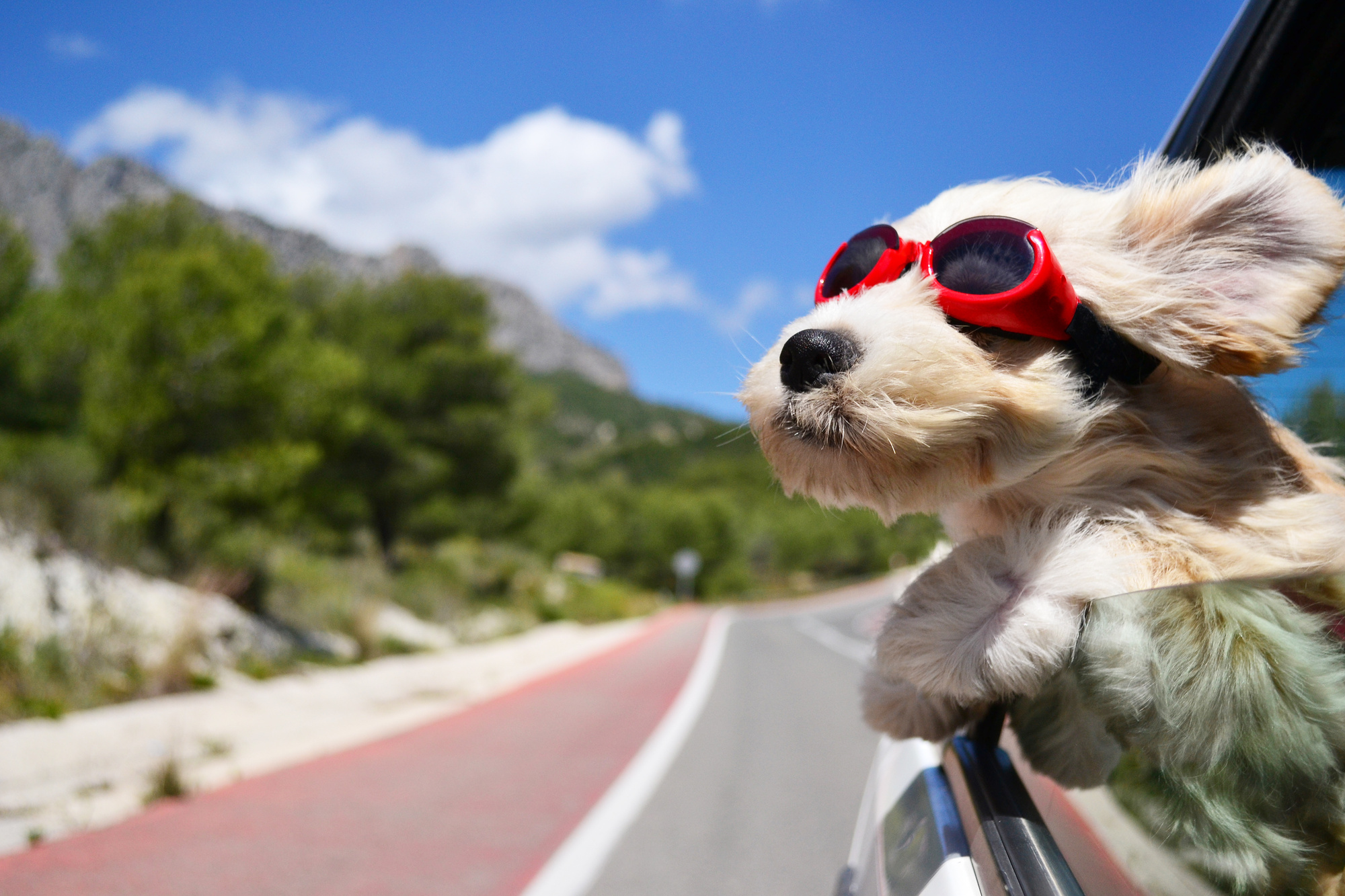 dogs to travel with